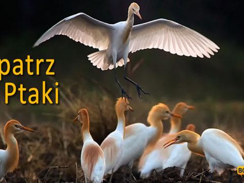 Ks Piotr Pawlukiewicz - Popatrz na ptaki